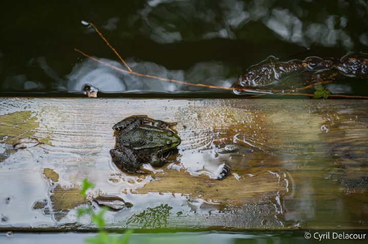 Crapaud - jardins du Coquillon, Saint Montan - 27 aout 2026