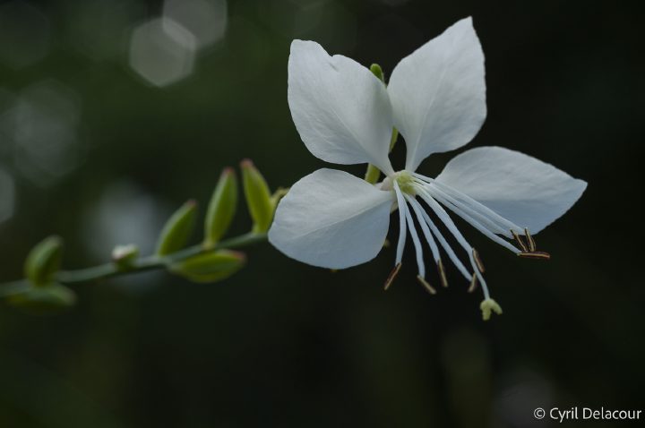 Fleur - jardins du Coquillon, Saint Montan - 27 août 2026